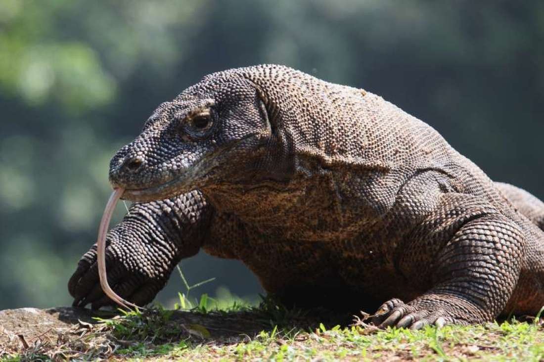 What Is So Interesting About the Komodo Dragon?