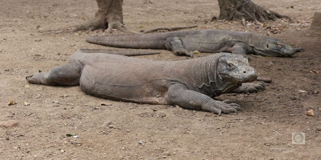 Komodo Dragon Tour