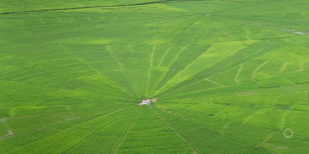 Spider’s Web Rice Field