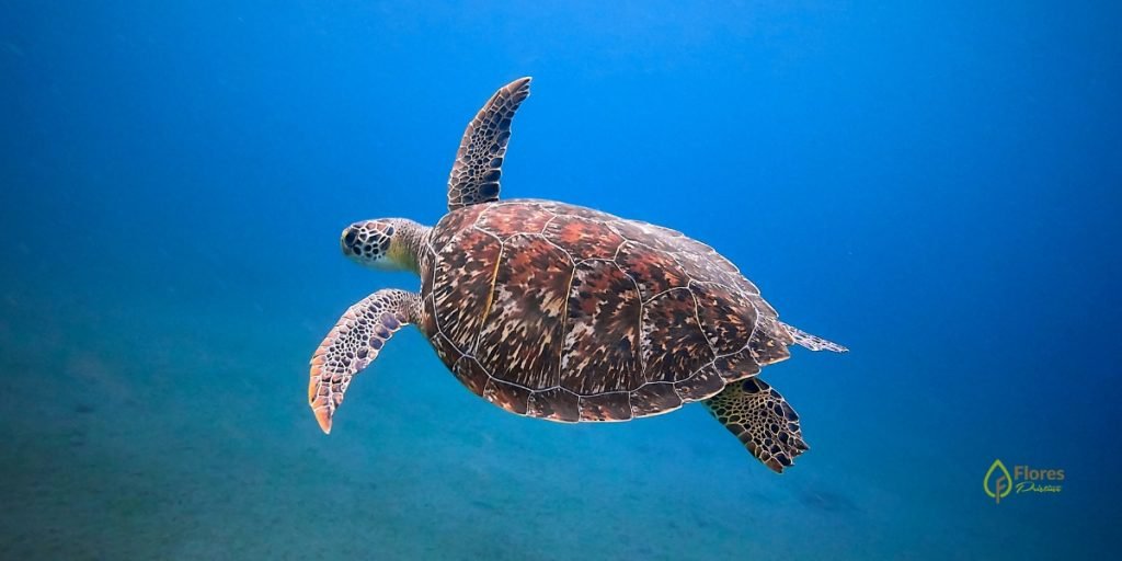 Turtle point-Komodo Boat Tour