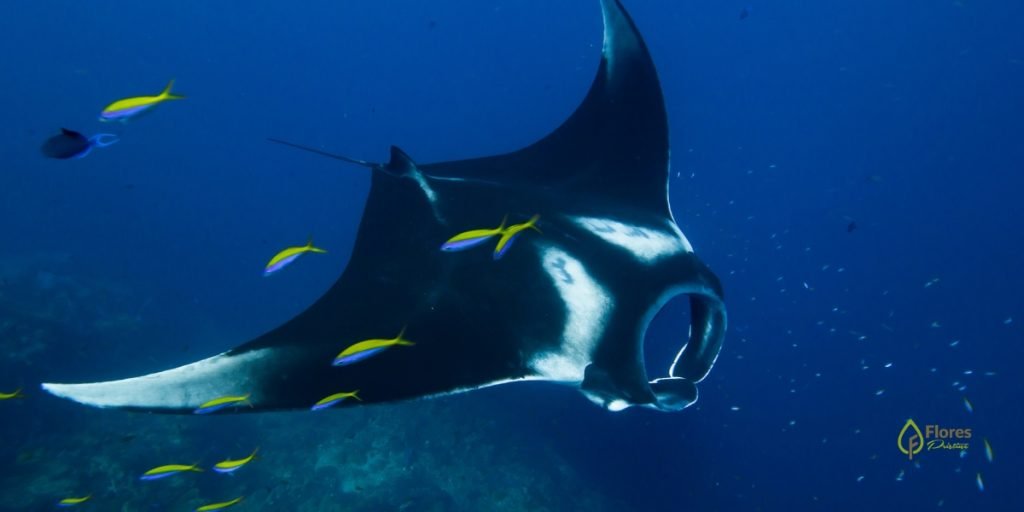 Manta Ray