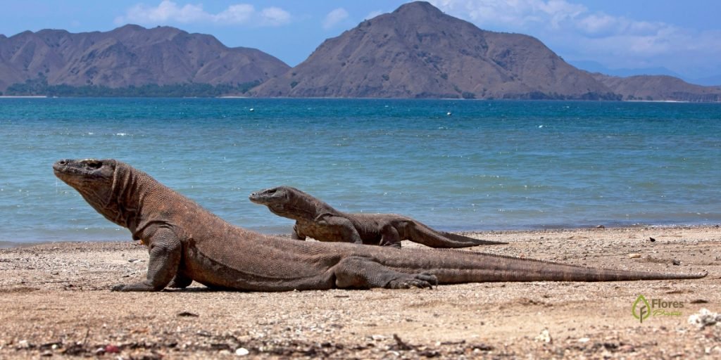 Komodo Dragon