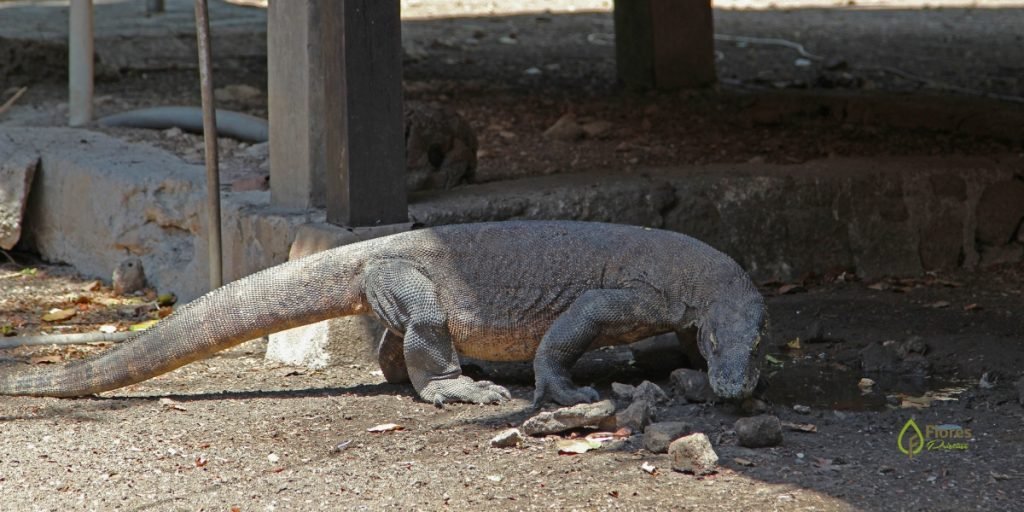 Komodo Dragon Tour