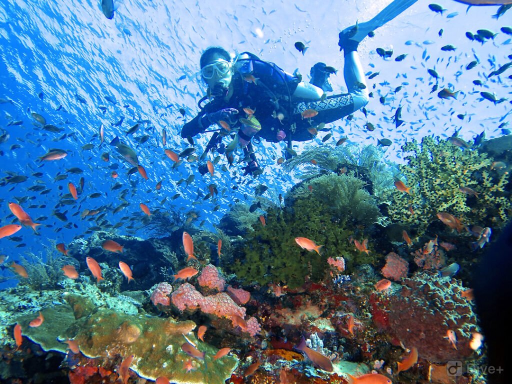 A Paradise of Unique Wonders and Underwater Beauty