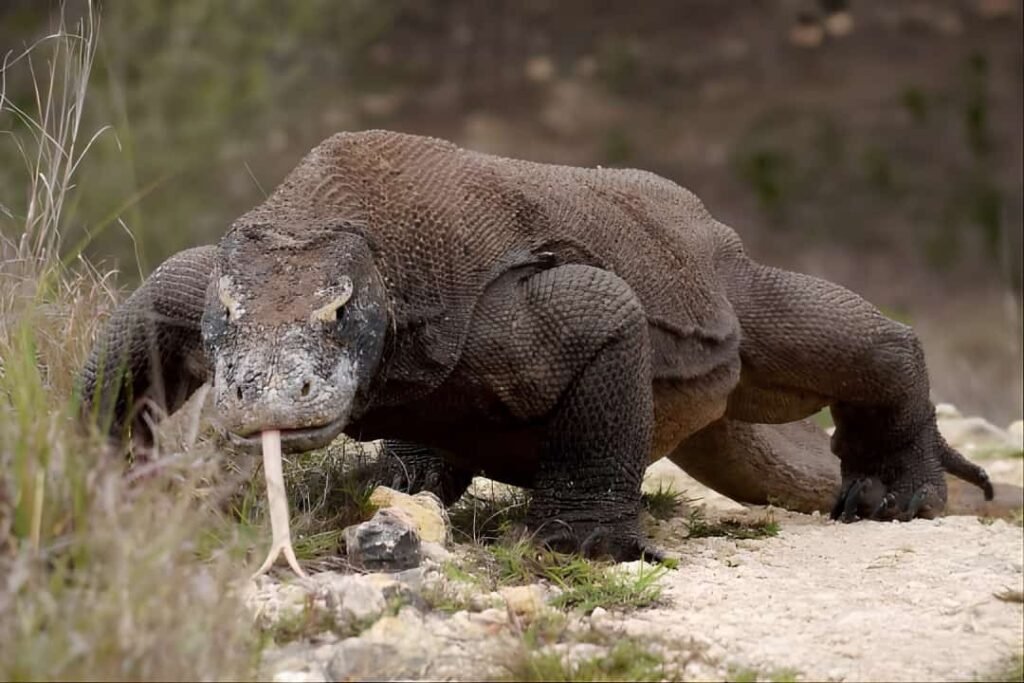 Komodo Dragon Tour