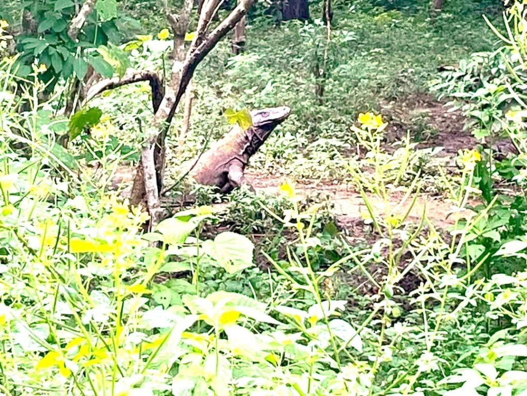 Komodo Dragon Toour