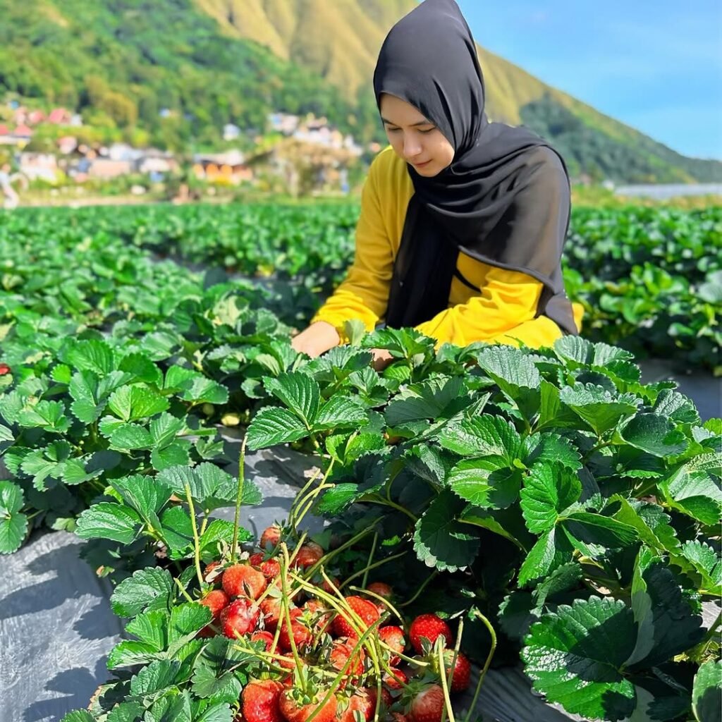 Waturaka Strawberry Farm-Kelimutu Tour