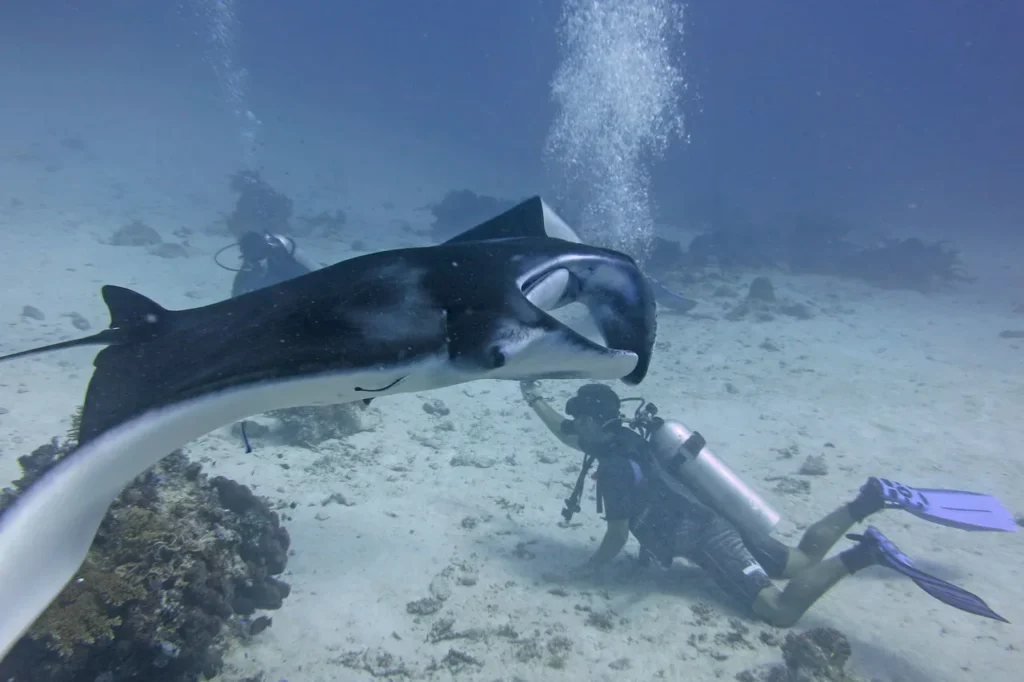 Diving with Manta Rays in Komodo with Pristine Tour