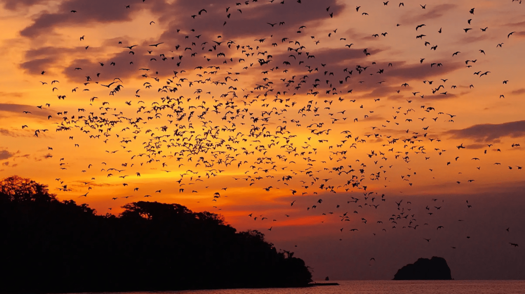 Kalong Island-Labuan Bajo Trip