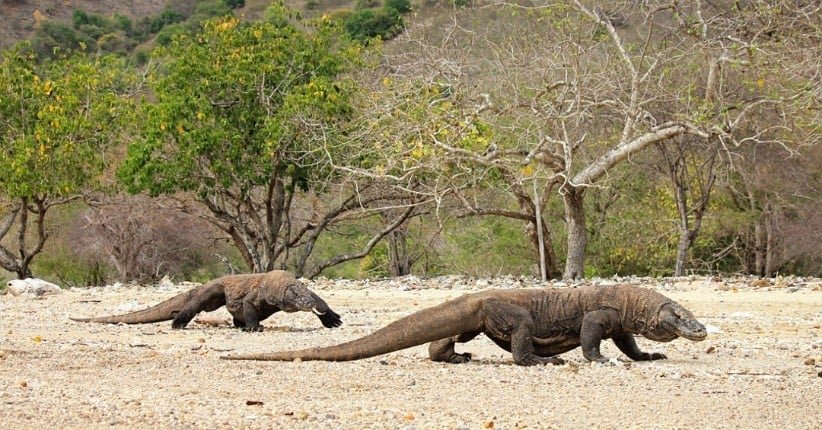 Komodo Dragon