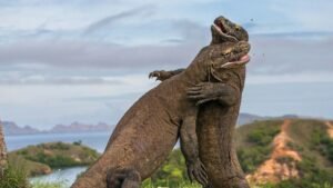 Private Komodo Island Tour