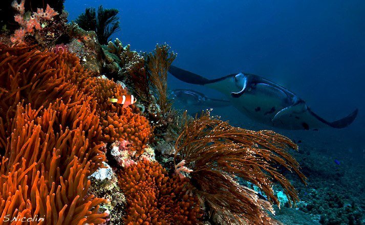 Snorkeling and Diving Paradise