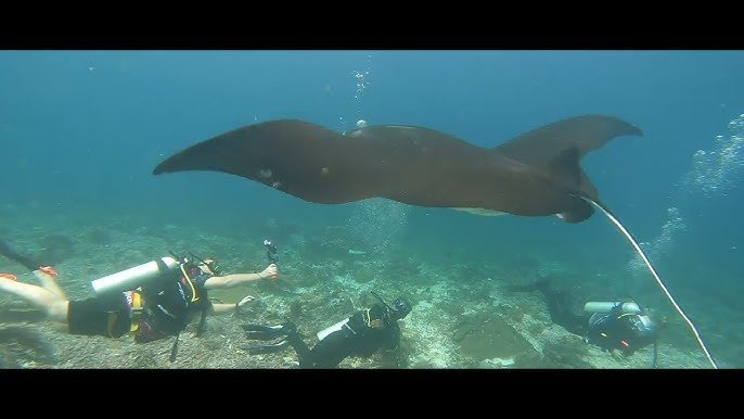 Manta Ray-Mawan Island