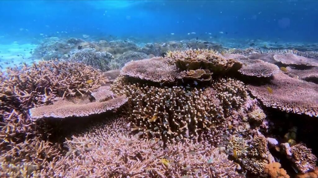 Coral Reef at Burung Island-Labuan Bajo