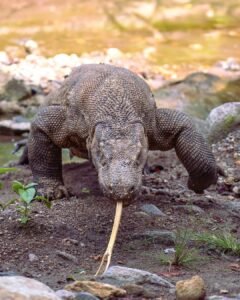 Komodo Dragon-4D3N Open Trip Labuan Bajo