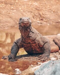 Komodo Dragon-Private Package Tour East Nusa Tenggara