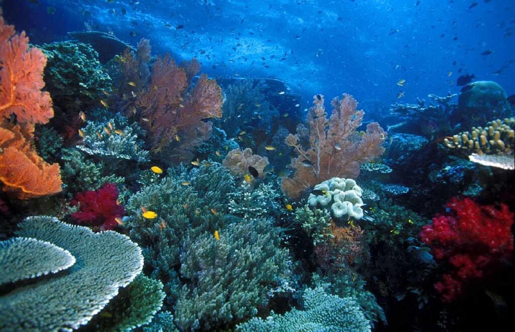 Pantar Marine Park-Alor Island