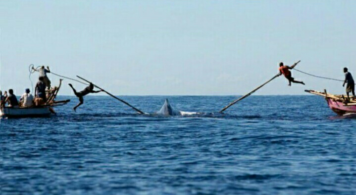 Whale Spearing Tradition in Lamalera