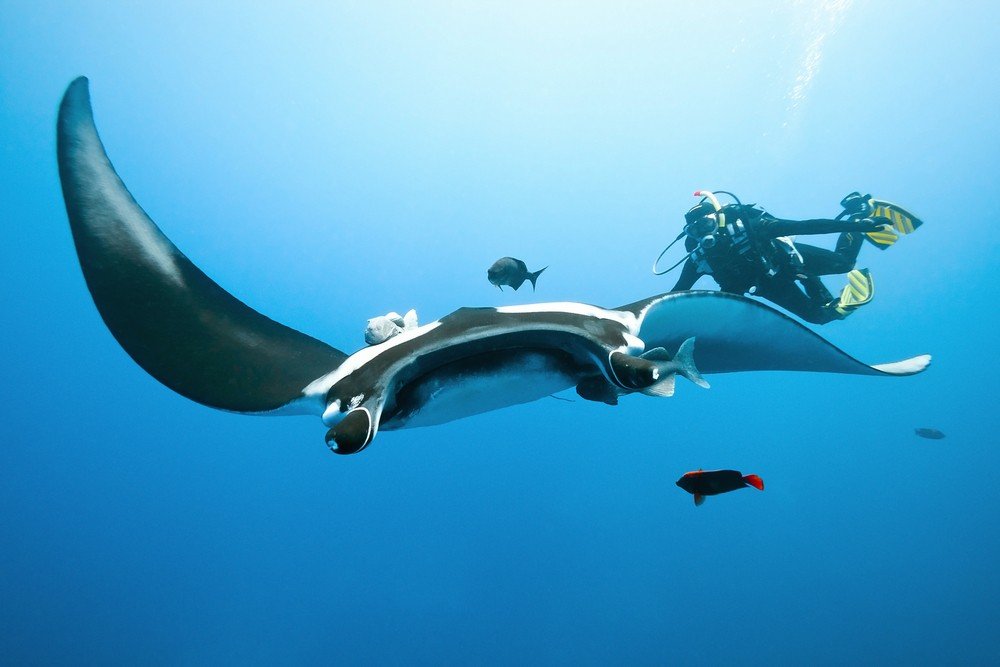 Manta Point