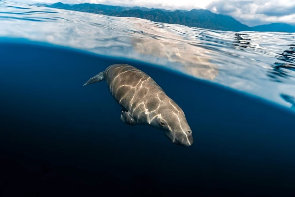 Swimming With Dugong in Alor-Indonesia