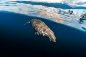Swimming With Dugong in Alor-Indonesia