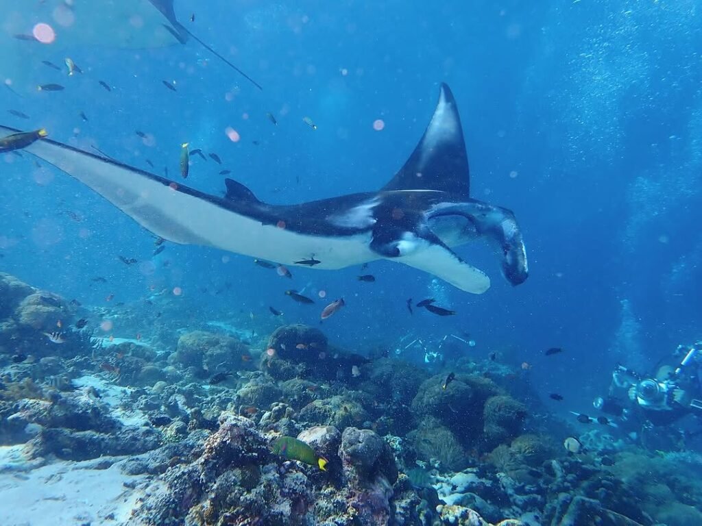 Manta Ray- A day Trip with Speedboat