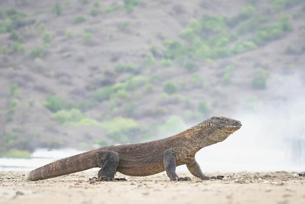 Komodo Dragon in Riung, Flores Overland Tour