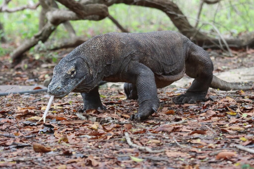 Komodo Varan Tour-Travel Tips to Komodo Flores