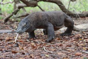 Komodo Varan Tour-Travel Tips to Komodo Flores