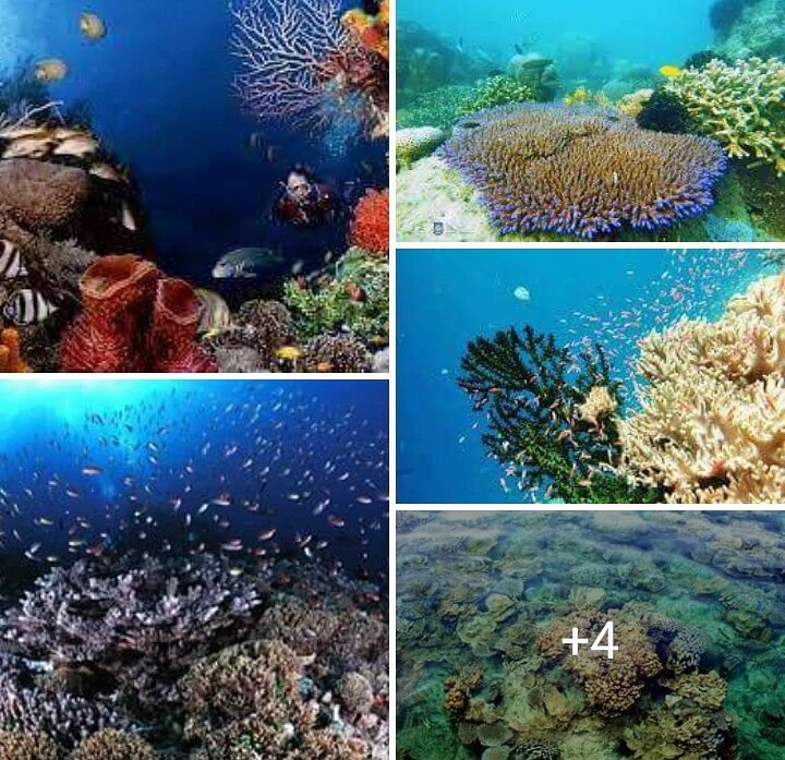 Alor Underwater-Alor Diving Tour Packages