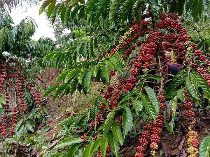 Flores Coffee