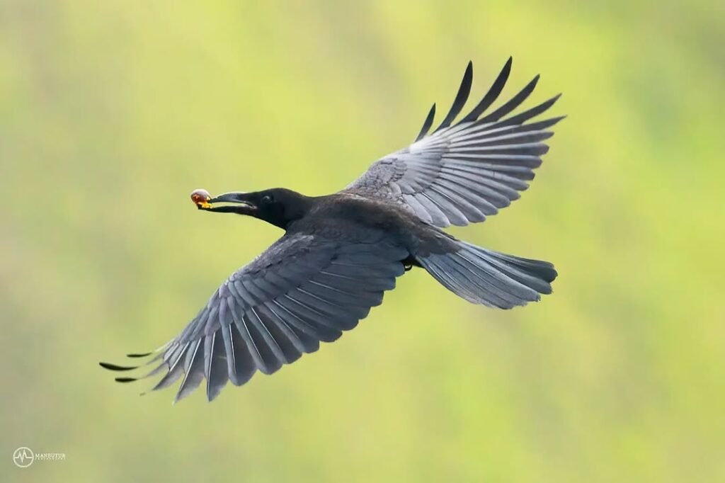 Flores Crow-Flores Birdwatching Tour