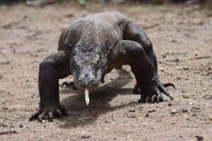 Private wooden boat fullday di Rinca Island dengan pemandangan komodo dan laut biru