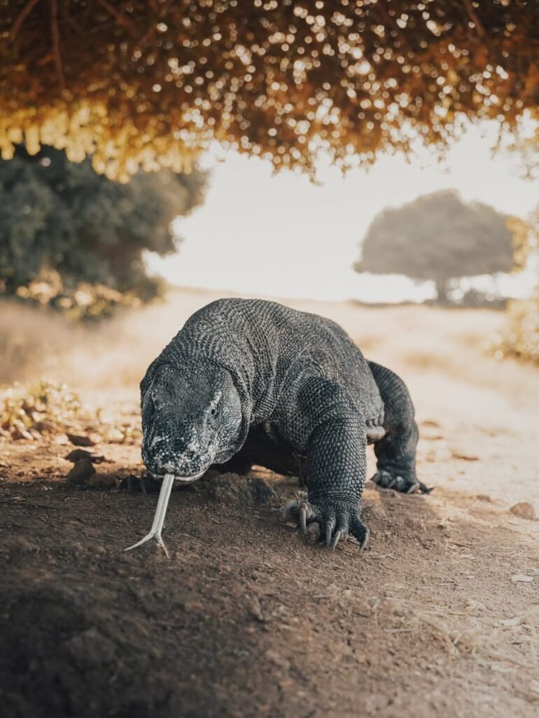 Adventure tour in Komodo National Park with hiking and wildlife experience