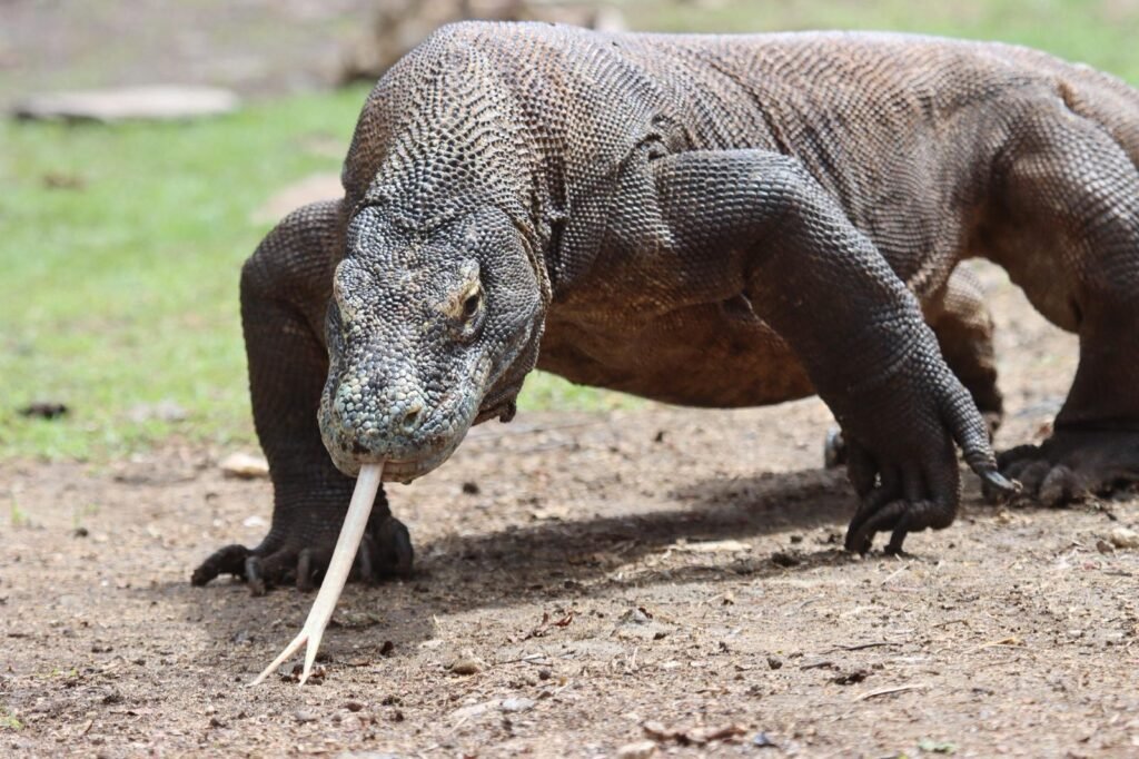 Komodo dragon in its natural habitat during Komodo tour packages