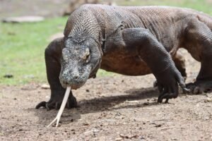 Komodo dragon in its natural habitat during Komodo tour packages