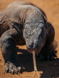 Paket Wisata Komodo Flores