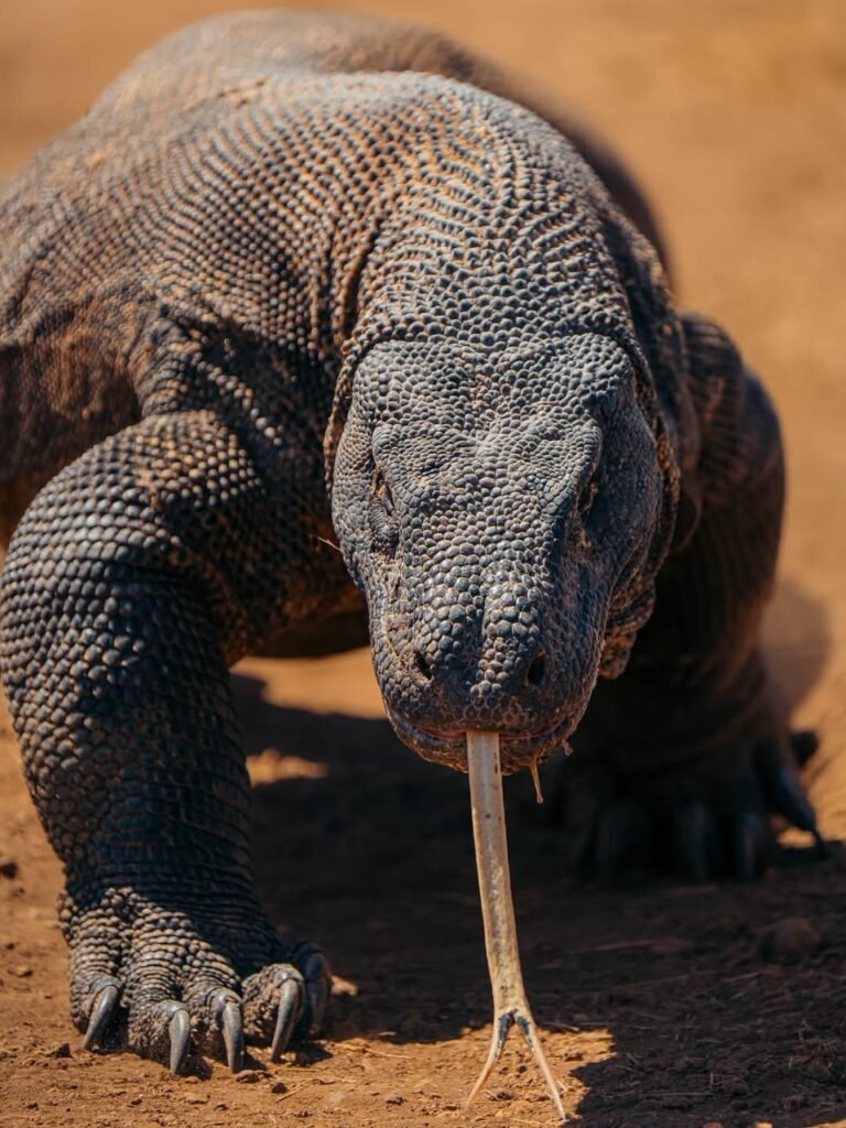 Paket Wisata Komodo Flores