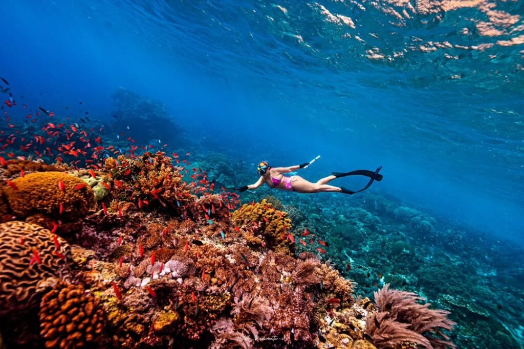 Snorkeling adventure in the crystal-clear waters of Alor Island, exploring vibrant coral reefs and tropical marine life.