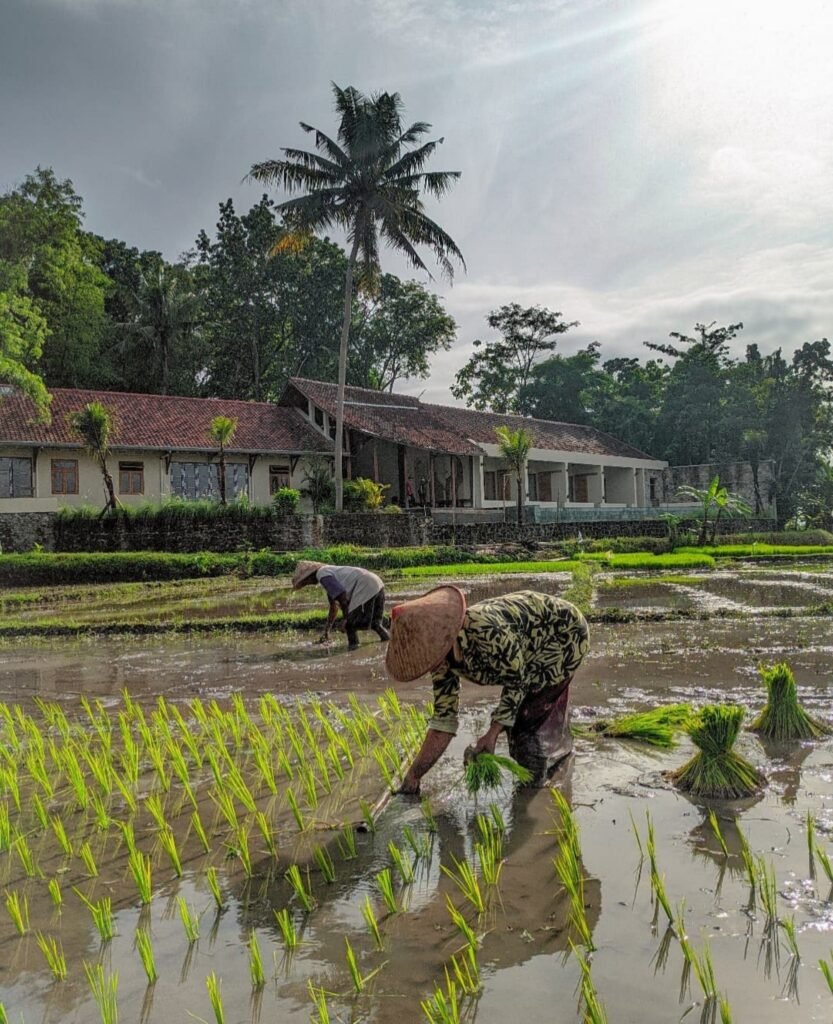 "Local farmers engaged in traditional gardening and rice planting in Flores, surrounded by lush green fields and scenic landscape