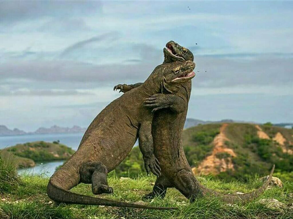 Pemandangan Pulau Komodo dengan komodo, laut biru, dan bukit hijau di Taman Nasional Komodo.