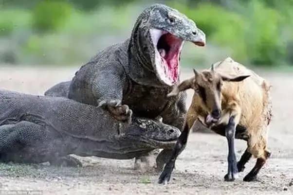 Komodo dragon walking on Komodo Island, Indonesia