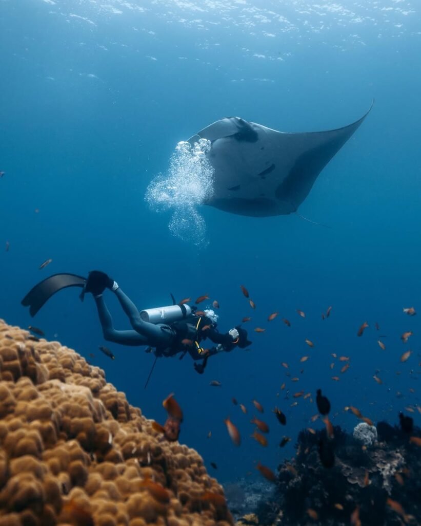 Pengunjung menikmati pengalaman Swim with Manta Labuan Bajo, berenang bersama pari manta di perairan jernih Taman Nasional Komodo