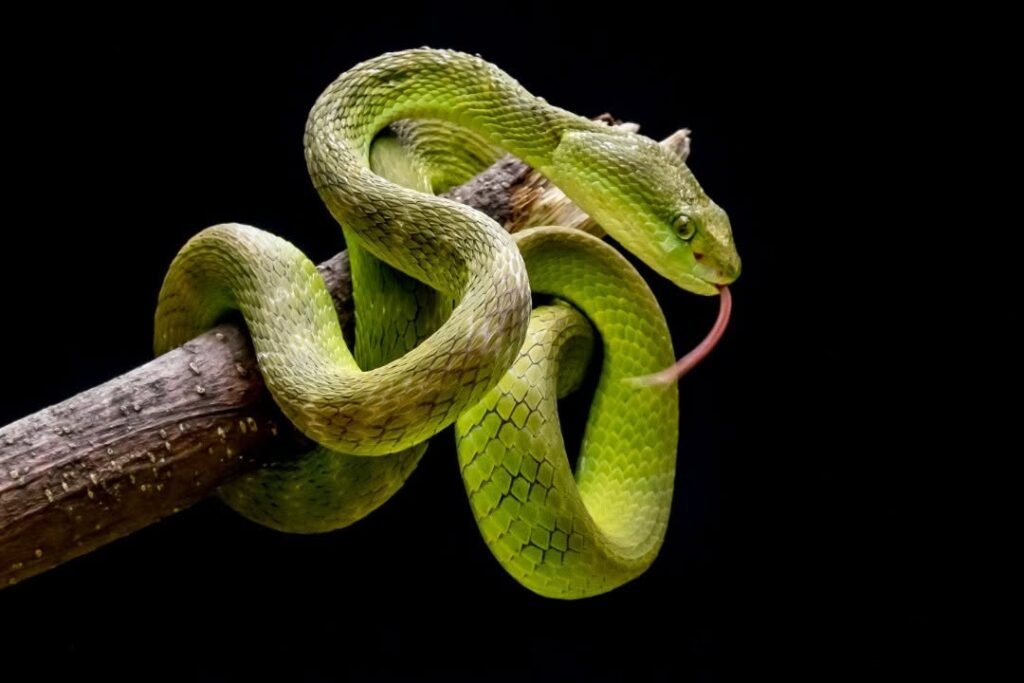 A vibrant green snake spotted during Komodo herping tours in Indonesia’s Komodo National Park, showcasing the park’s rich reptile biodiversity.