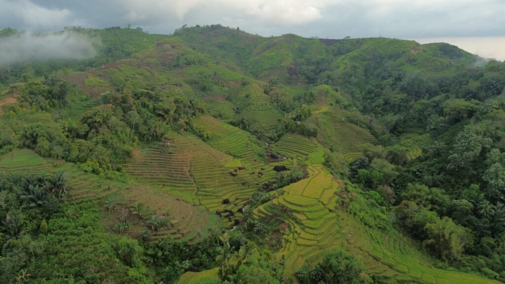 Flores Island Vocation-Rice Terrace field at Longoh