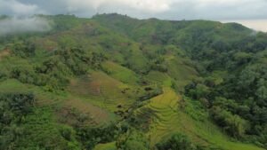 Flores Island Vocation-Rice Terrace field at Longoh