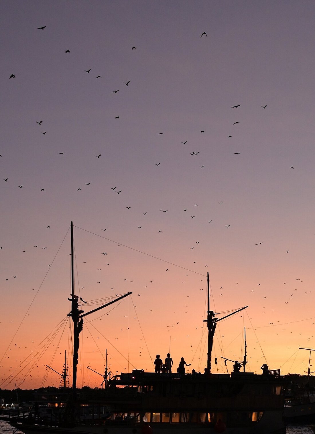 Komodo boat tour exploring Komodo National Park, visiting islands, snorkeling spots, and watching Komodo dragons in their natural habitat