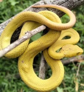 Mirror cave herping tour | flores island indonesia tour komodo tour packages alor tour packages sumba tour lombok & bali tour Herping tour at Batu Cermin Mirror Cave exploring reptiles and wildlife inside the limestone cave in Labuan Bajo Indonesia