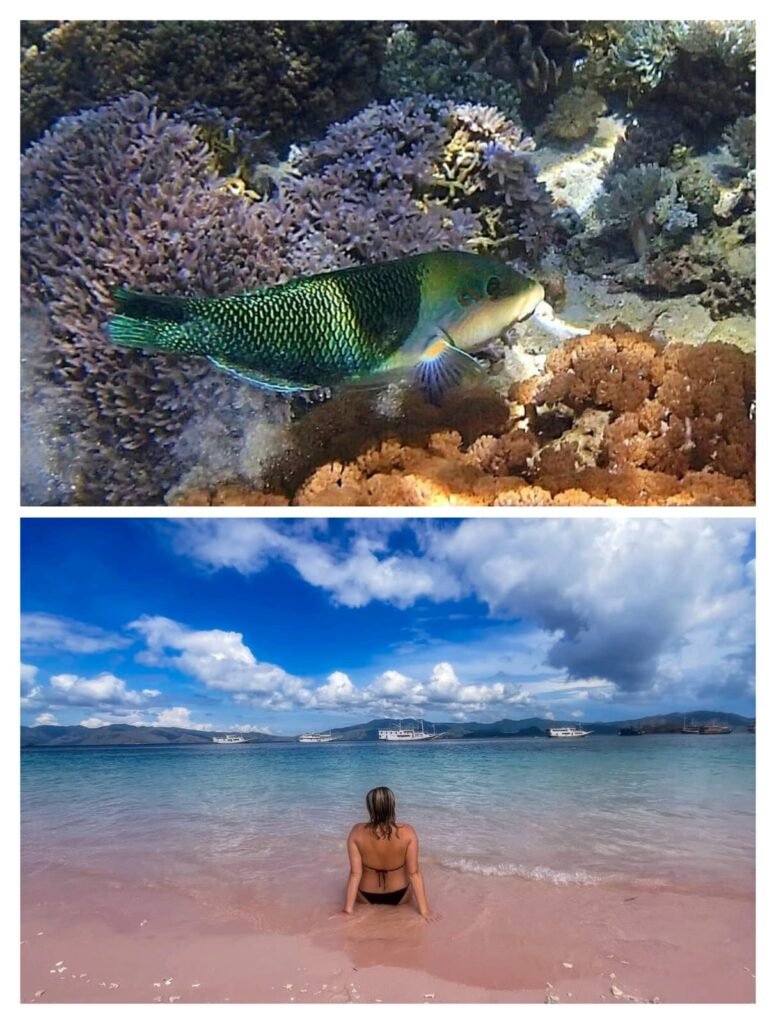 Snorkeling at pink beach komodo | flores island indonesia tour komodo tour packages alor tour packages sumba tour lombok & bali tour Snorkeling at Pink Beach Komodo