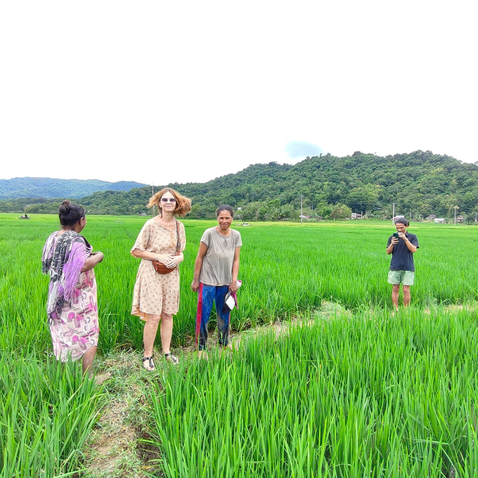 Scenic view of Rawi Rice Field showcasing eco tourism in Indonesia featuring lush green terraces and sustainable farming practices